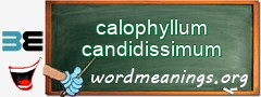 WordMeaning blackboard for calophyllum candidissimum